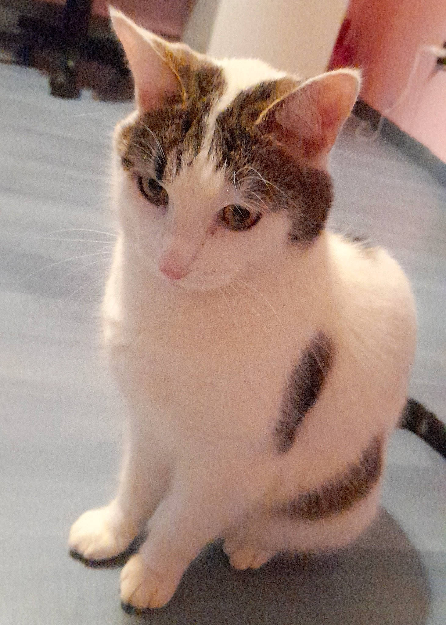 Pulco participe au concours pour gagner de l'argent avec cette photo : carnivore, cat, claw, domestic_short_haired_cat, eye, eyebrow, fawn, felidae, foot, fur, iris, paw, sitting, small_to_medium_sized_cats, snout, tail, terrestrial_animal, whiskers, window