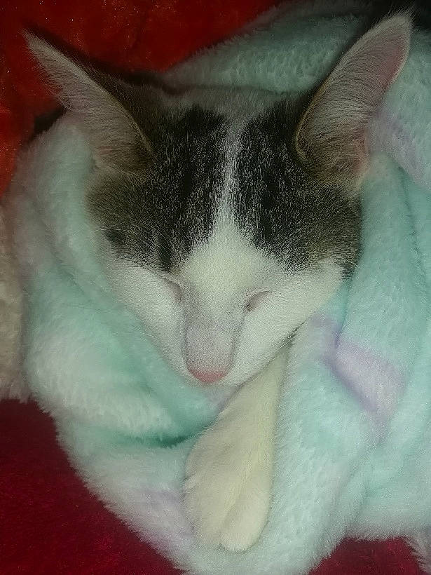 Pulco a rejoint le concours — aidez-le/la à gagner de superbes lots ! art, carnivore, cat, claw, comfort, domestic_short_haired_cat, felidae, fur, iris, mammal, nap, nose, paw, photo_caption, sleep, small_to_medium_sized_cats, snout, tail, textile, whiskers