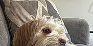 Charlie joined the competition — help win amazing prizes! animal, blanket, comfort, couch, cozy, cute, dog, fabric, fur, home, indoor, lamp, living_room, pattern, pet, pillow, relaxed, resting, side_view, white_dog