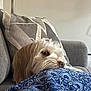 animal, blanket, comfort, couch, cozy, cute, dog, fabric, fur, home, indoor, lamp, living_room, pattern, pet, pillow, relaxed, resting, side_view, white_dog