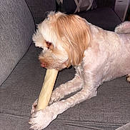 Charlie is registered to the contest to win money with this photo: animal, bone, canine, chewing, companion, couch, cute, dog, domestic, fluffy, fur, indoor, mammal, paw, pet, playful, relaxing, resting, snout, toy