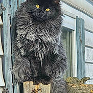Ghost is registered to the contest to win money with this photo: cat, black_cat, longhaired_cat, fluffy, furry, golden_eyes, animal, pet, sitting, perched, wooden_post, tree_branch, outdoor, rustic, house, window, fence, portrait, closeup, sunlight