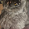 Ghost joined the competition — help win amazing prizes! cat, fluffy_cat, long_hair, gray_fur, black_fur, golden_eyes, pet, animal, whiskers, ears, portrait, close_up, indoors, pink_shirt, clothing, cozy, sitting, lounging, dramatic_pose, photography
