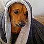 dog, blanket, brown_dog, indoor, cozy, pet, fur, wrapped, cute, looking_away, snuggled, comfort, wall, floor, domestic_animal, canine, animal_portrait, soft_texture, warm, resting