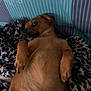 dog, brown_dog, pet, lying_down, blanket, cozy, indoor, fur, paw, canine, bed, striped_background, resting, cute, animal, domestic_animal, relaxed, comfort, looking_sideways, hand