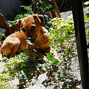 Boby a rejoint le concours — aidez-le/la à gagner de superbes lots ! dog, brown_dog, plant, greenery, garden, outdoor, sunlight, leaf, fence, nature, curious, small_dog, canine, relaxed, pets, earth, rocks, shade, daylight, flora