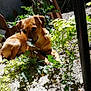 dog, brown_dog, plant, greenery, garden, outdoor, sunlight, leaf, fence, nature, curious, small_dog, canine, relaxed, pets, earth, rocks, shade, daylight, flora
