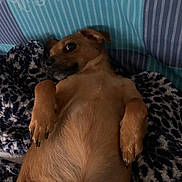 Boby participe au concours pour gagner de l'argent avec cette photo : animal, bed, blanket, brown_dog, companion, cozy, cute, dog, fur, hand, indoor, looking_sideways, lying_down, paw, paw_claws, pet, relaxed, resting, small_dog, striped_bedding
