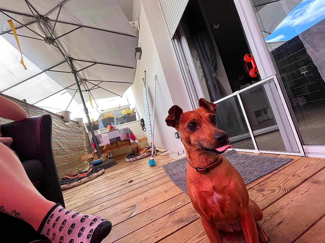 Vicky participe au concours pour gagner de l'argent avec cette photo : dog, brown_dog, wooden_deck, patio, umbrella, table, tablecloth, pet_bed, broom, sliding_door, person_leg, tattoo, sock, skull_pattern, sunlight, outdoor, relaxing, playful, pets, home