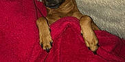 Vicky a rejoint le concours — aidez-le/la à gagner de superbes lots ! dog, brown_dog, blanket, red_blanket, cozy, snug, resting, paw, fur, cute, pet, animal, indoors, soft_texture, relaxed, small_dog, lying_down, comfort, warm, sleepy