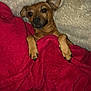 dog, brown_dog, blanket, red_blanket, cozy, snug, resting, paw, fur, cute, pet, animal, indoors, soft_texture, relaxed, small_dog, lying_down, comfort, warm, sleepy