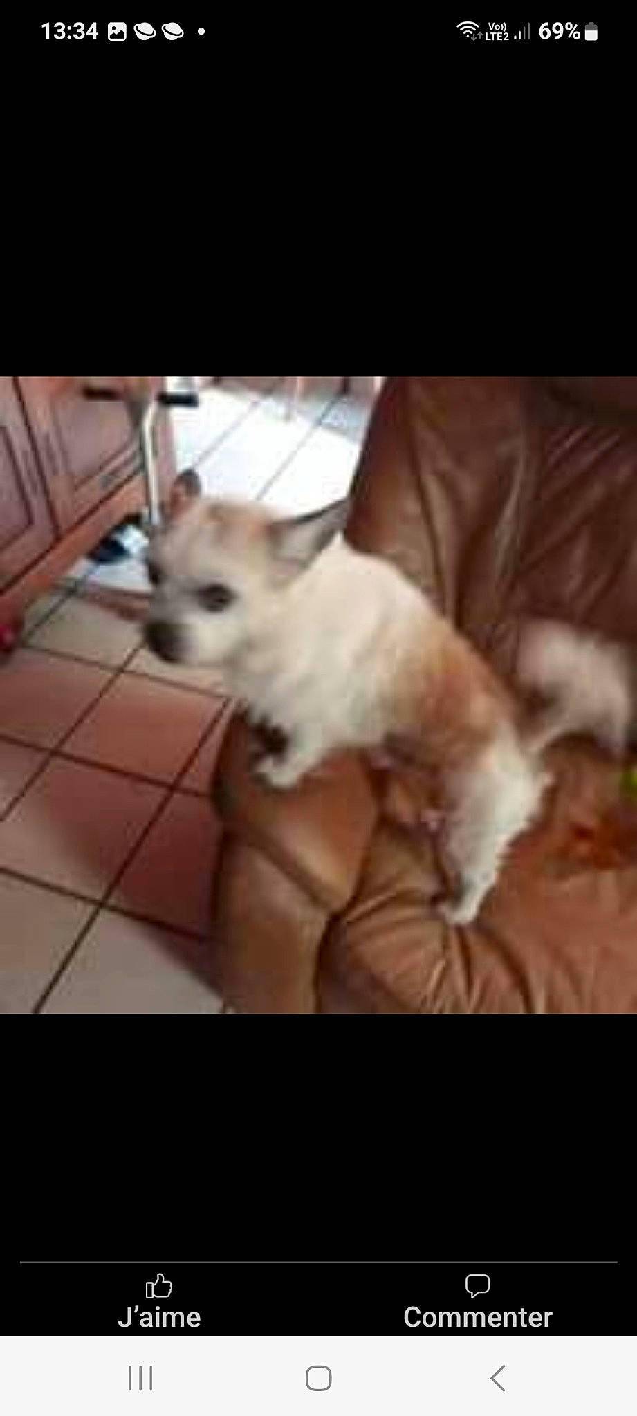 Flache participe au concours pour gagner de l'argent avec cette photo : canidae, carnivore, comfort, companion_dog, dog, dog_breed, dog_supply, felidae, flooring, fur, hardwood, metal, paw, pet_supply, sporting_group, tail, toy_dog, whiskers, wood, working_animal