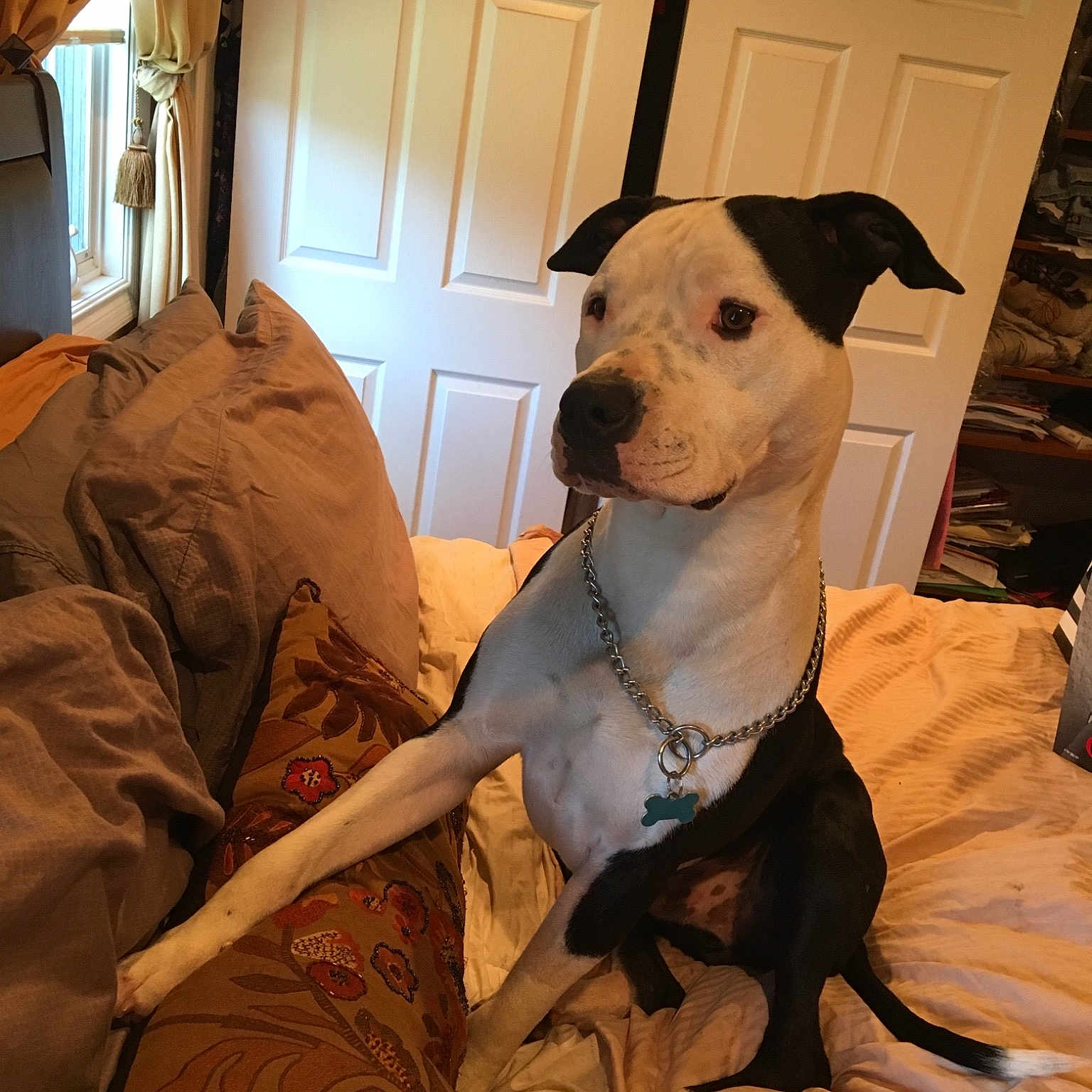 Rex is registered to the contest to win money with this photo: canidae, carnivore, companion_dog, dog, dog_breed, fawn, mammal, non_sporting_group, pit_bull, rare_breed_dog, snout, vertebrate