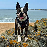 T-Rex a rejoint le concours — aidez-le/la à gagner de superbes lots ! animal, beach, blue_sky, boston_terrier, canine, coastal, daylight, dog, ears_up, harness, lichen, ocean, outdoor, pet, portrait, rocks, seaside, smiling, standing, tongue_out