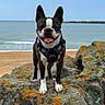 animal, beach, blue_sky, boston_terrier, canine, coastal, daylight, dog, ears_up, harness, lichen, ocean, outdoor, pet, portrait, rocks, seaside, smiling, standing, tongue_out