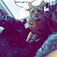 Ossaka a rejoint le concours — aidez-le/la à gagner de superbes lots ! asian, black_cat, carnivore, cat, domestic_short_haired_cat, ear, felidae, fur, german_rex, kitten, pink, small_to_medium_sized_cats, tail, whiskers
