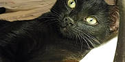 Ossaka participe au concours pour gagner de l'argent avec cette photo : asian, black_cat, bombay, burmese, carnivore, cat, domestic_short_haired_cat, eye, felidae, fur, korat, mammal, polydactyl_cat, small_to_medium_sized_cats, snout, vertebrate, whiskers