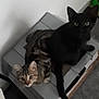 Ossaka participe au concours pour gagner de l'argent avec cette photo : asian, black_cat, burmese, carnivore, cat, domestic_short_haired_cat, european_shorthair, felidae, german_rex, havana_brown, kitten, korat, mammal, oriental_longhair, oriental_shorthair, russian_blue, small_to_medium_sized_cats, vertebrate, whiskers