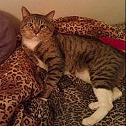 Nibbles is registered to the contest to win money with this photo: cat, tabby_cat, animal, pet, leopard_print, blanket, bed, feline, striped, white_paws, resting, indoor, cozy, fur, cute, mammal, whiskers, ears, relaxed, comfort