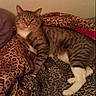 cat, tabby_cat, animal, pet, leopard_print, blanket, bed, feline, striped, white_paws, resting, indoor, cozy, fur, cute, mammal, whiskers, ears, relaxed, comfort