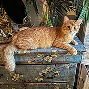 Samantha joined the competition — help win amazing prizes! cat, decor, drawer, dresser, eyes, face, floral_pattern, flowers, furniture, hat, household, indoor, menorah, orange_tabby, paw, plant, tail, vase, whiskers, wood