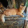 cat, decor, drawer, dresser, eyes, face, floral_pattern, flowers, furniture, hat, household, indoor, menorah, orange_tabby, paw, plant, tail, vase, whiskers, wood