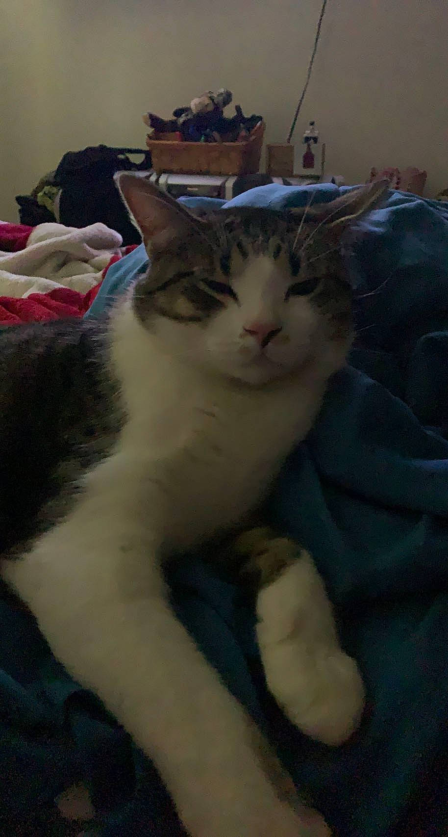 Indica is registered to the contest to win money with this photo: carnivore, cat, comfort, domestic_short_haired_cat, eye, felidae, fur, paw, room, small_to_medium_sized_cats, snout, tail, whiskers