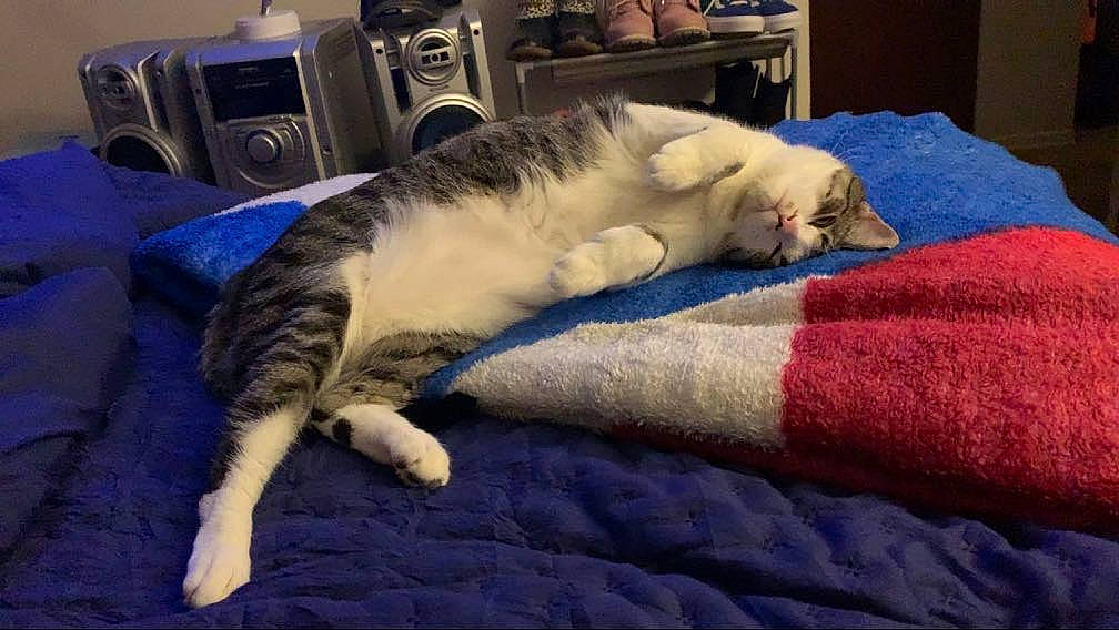 Indica is registered to the contest to win money with this photo: bed, blue, carnivore, cat, clothes_dryer, comfort, domestic_short_haired_cat, electric_blue, felidae, fur, home_appliance, laundry_room, linens, mammal, room, small_to_medium_sized_cats, tail, vertebrate, washing_machine, whiskers