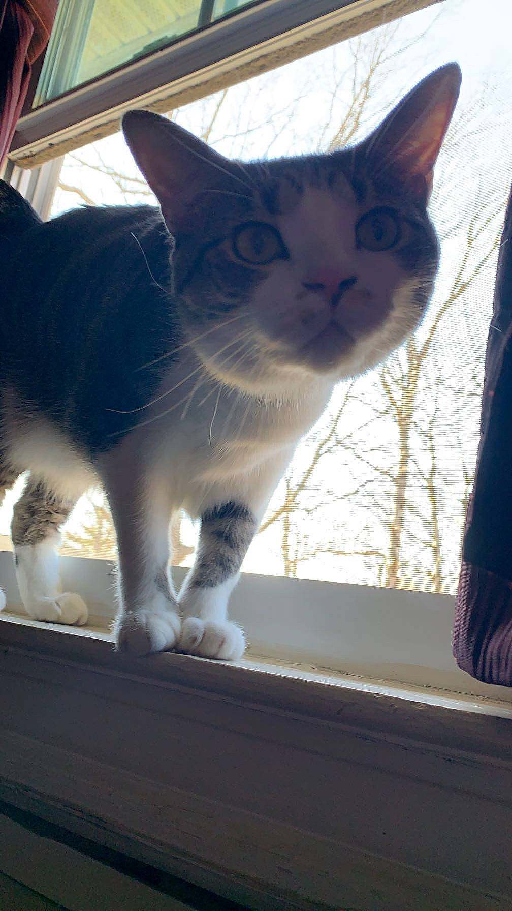 Indica is registered to the contest to win money with this photo: carnivore, cat, claw, domestic_short_haired_cat, felidae, fur, paw, sitting, small_to_medium_sized_cats, snout, tail, whiskers, window, windshield, wood