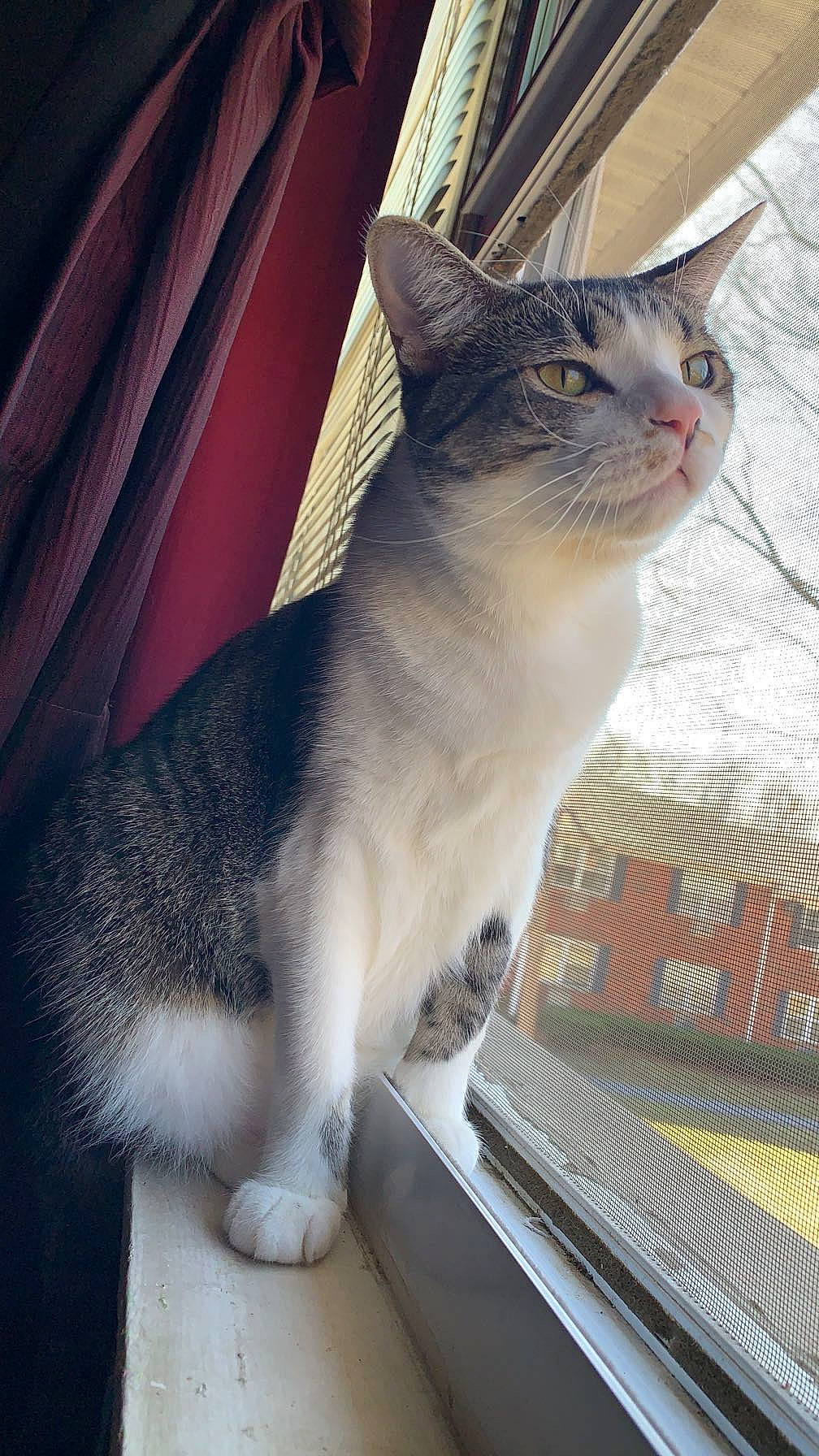 Indica joined the competition — help win amazing prizes! box, carnivore, cat, cat_furniture, curtain, domestic_short_haired_cat, felidae, fur, paw, pet_supply, photo_caption, sitting, small_to_medium_sized_cats, snout, tail, whiskers, windshield