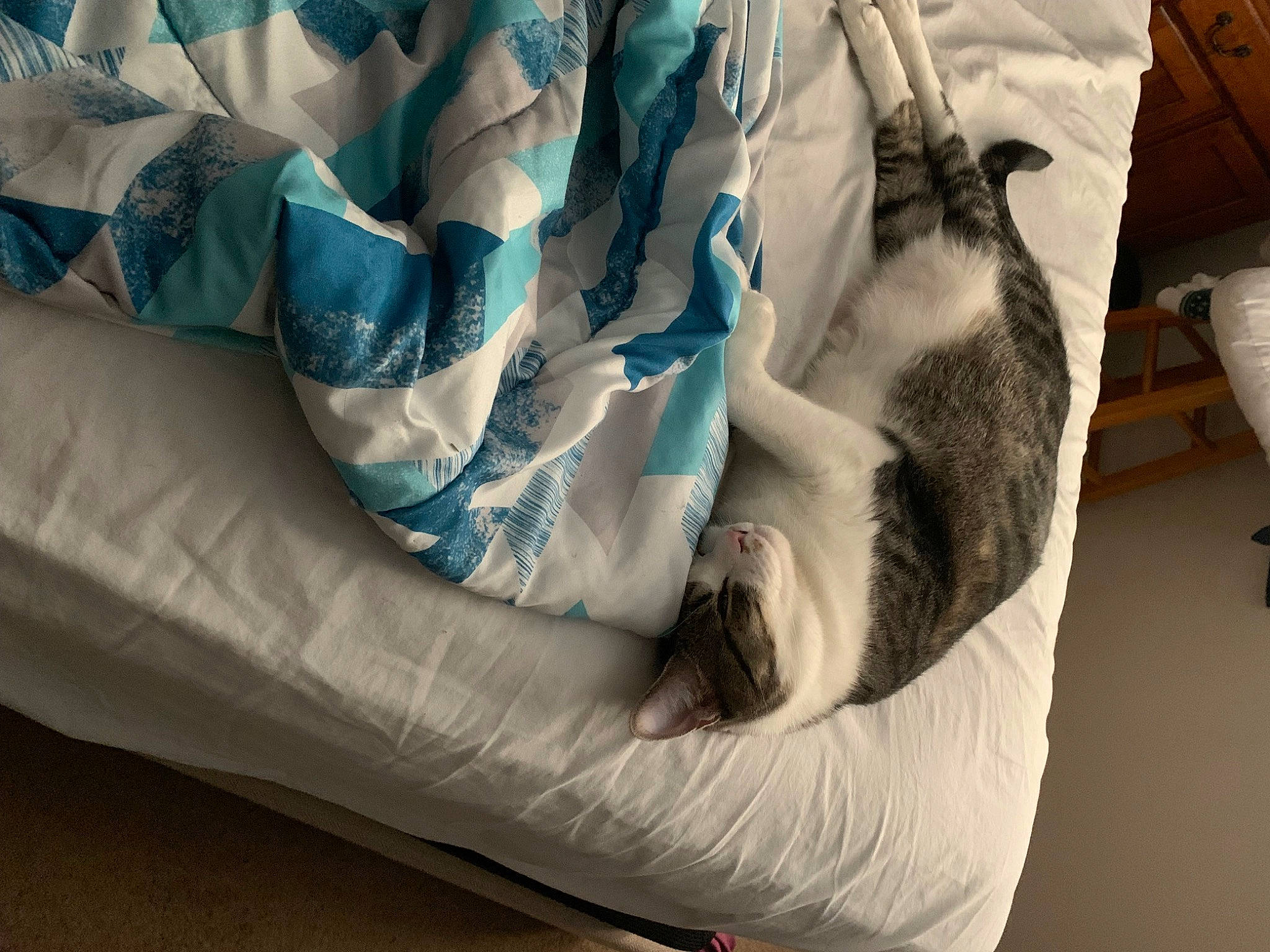 Indica joined the competition — help win amazing prizes! bedding, blanket, comfort, electric_blue, fashion_accessory, feather, felidae, fur, human_leg, linens, pattern, recreation, room, sleeve
