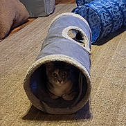 Milo is registered to the contest to win money with this photo: cat, pet, animal, indoor, carpet, cat_tunnel, furniture, cozy, curious, gray_cat, soft_toy, home, floor, relaxed, cute, domestic_animal, playful, resting, hidden, small_space