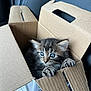 Kush joined the competition — help win amazing prizes! kitten, cat, cardboard_box, animal, pet, feline, fur, blue_eyes, cute, curious, car_seat, indoor, young_animal, small_paws, tabby, striped, whiskers, claws, box, cozy