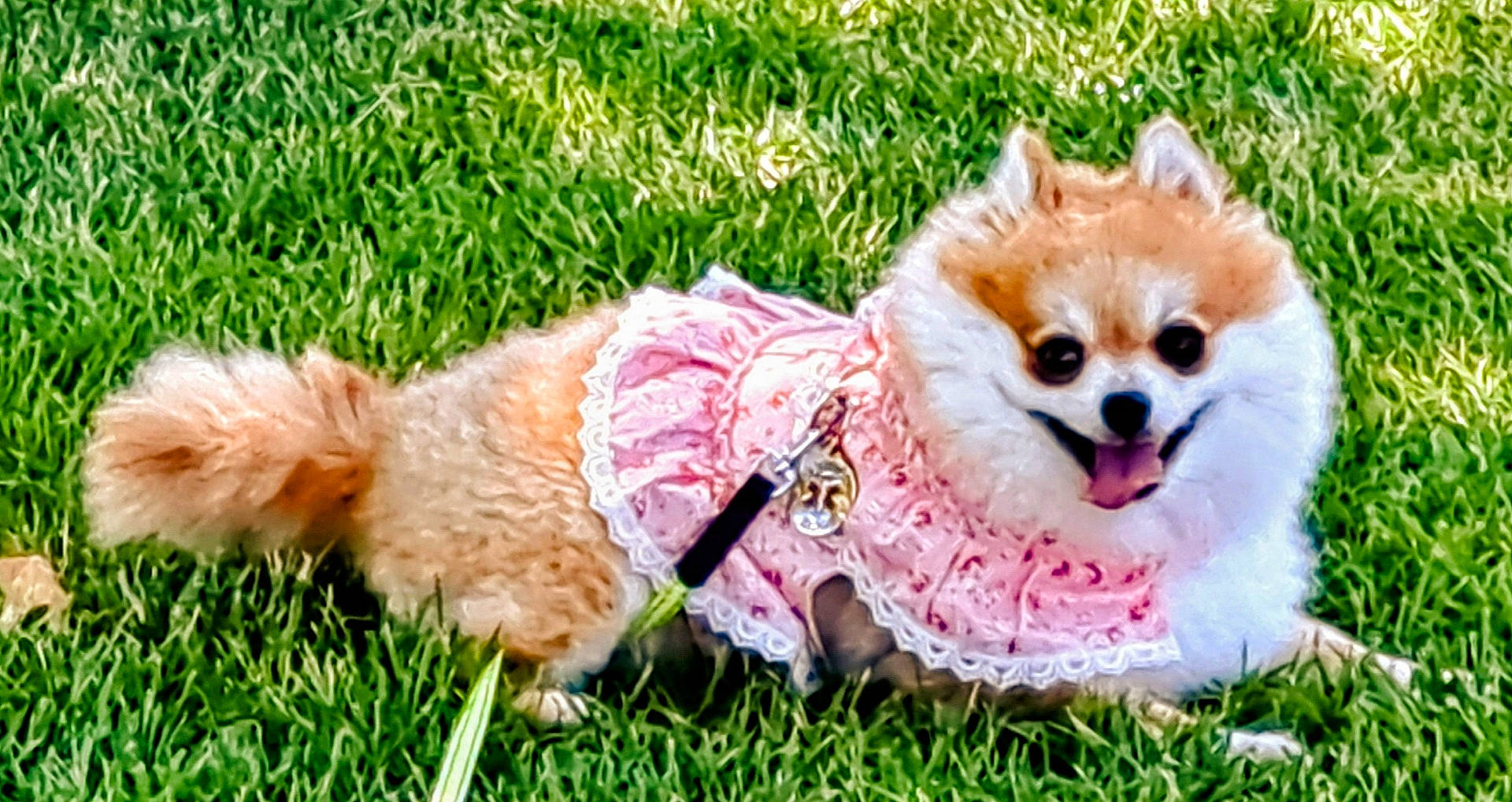 Prissey joined the competition — help win amazing prizes! accessories, animal, canine, chihuahua, dog, eskimodog, flower, grass, green, lawn, leash, nature, outdoors, pet, plant, poodle, puppy, strap, vegetation, whitedog