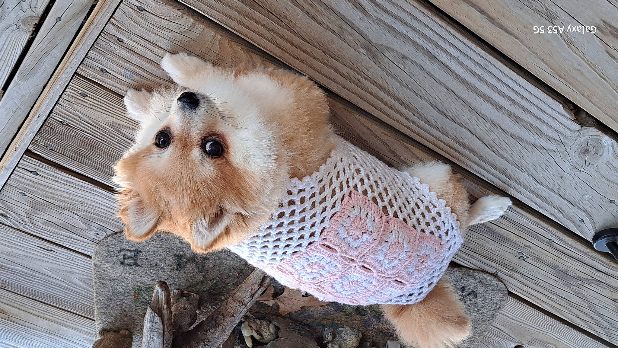 Prissey joined the competition — help win amazing prizes! big_cats, canidae, carnivore, companion_dog, dog_breed, fawn, felidae, fur, hardwood, livestock, marsupial, rodent, small_to_medium_sized_cats, stuffed_toy, tail, terrestrial_animal, trunk, twig, whiskers, wood