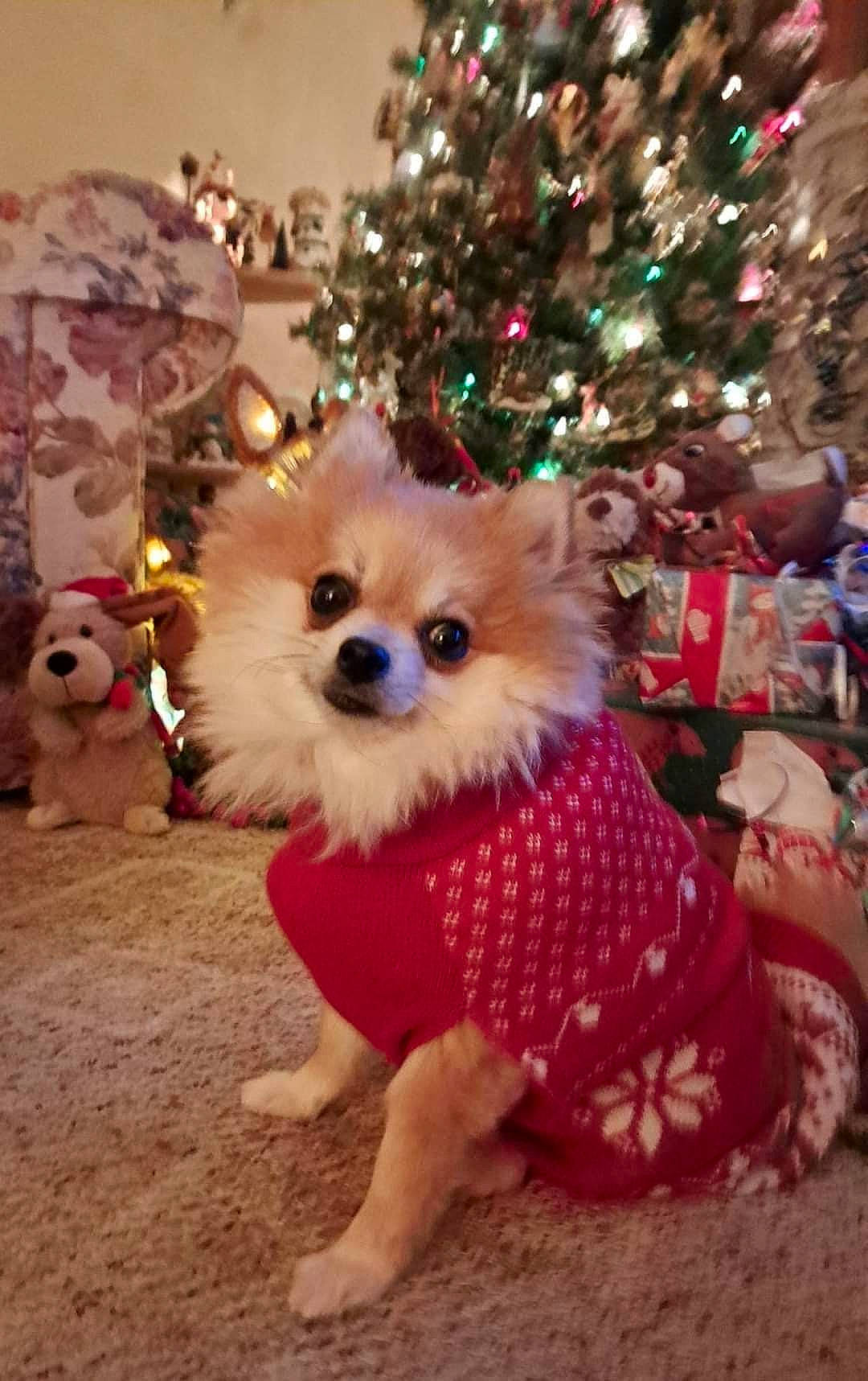 Prissey joined the competition — help win amazing prizes! carnivore, christmas, christmas_decoration, christmas_ornament, christmas_tree, companion_dog, dog, dog_breed, dog_clothes, dog_supply, event, fawn, holiday, holiday_ornament, ornament, party_hat, pink, toy, toy_dog, working_animal
