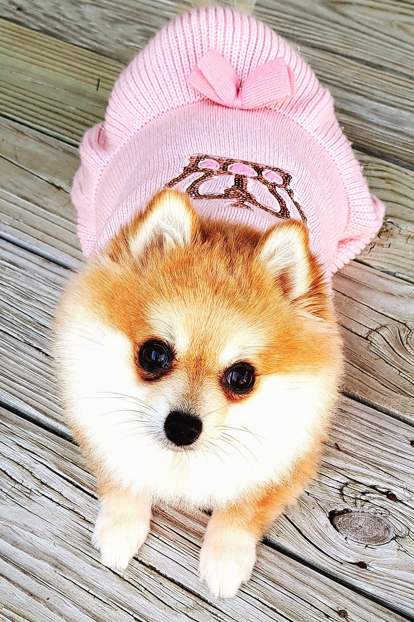 Prissey is registered to the contest to win money with this photo: canidae, carnivore, companion_dog, costume_hat, dog, dog_breed, dog_supply, fashion_accessory, fawn, felidae, fur, red_panda, snout, stuffed_toy, tail, terrestrial_animal, toy, toy_dog, whiskers, wood