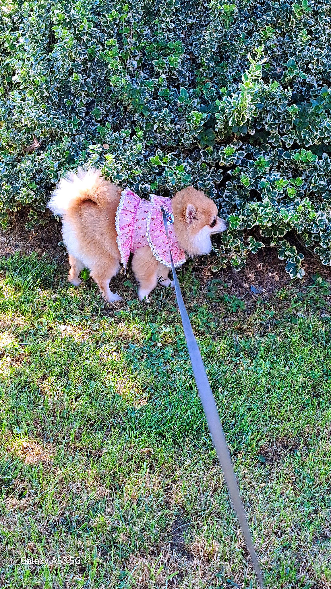 Prissey joined the competition — help win amazing prizes! canidae, carnivore, companion_dog, dog, dog_breed, fawn, fur, garden, grass, groundcover, leash, pet_supply, plant, shrub, snout, sporting_group, tail, toy, toy_dog, working_animal