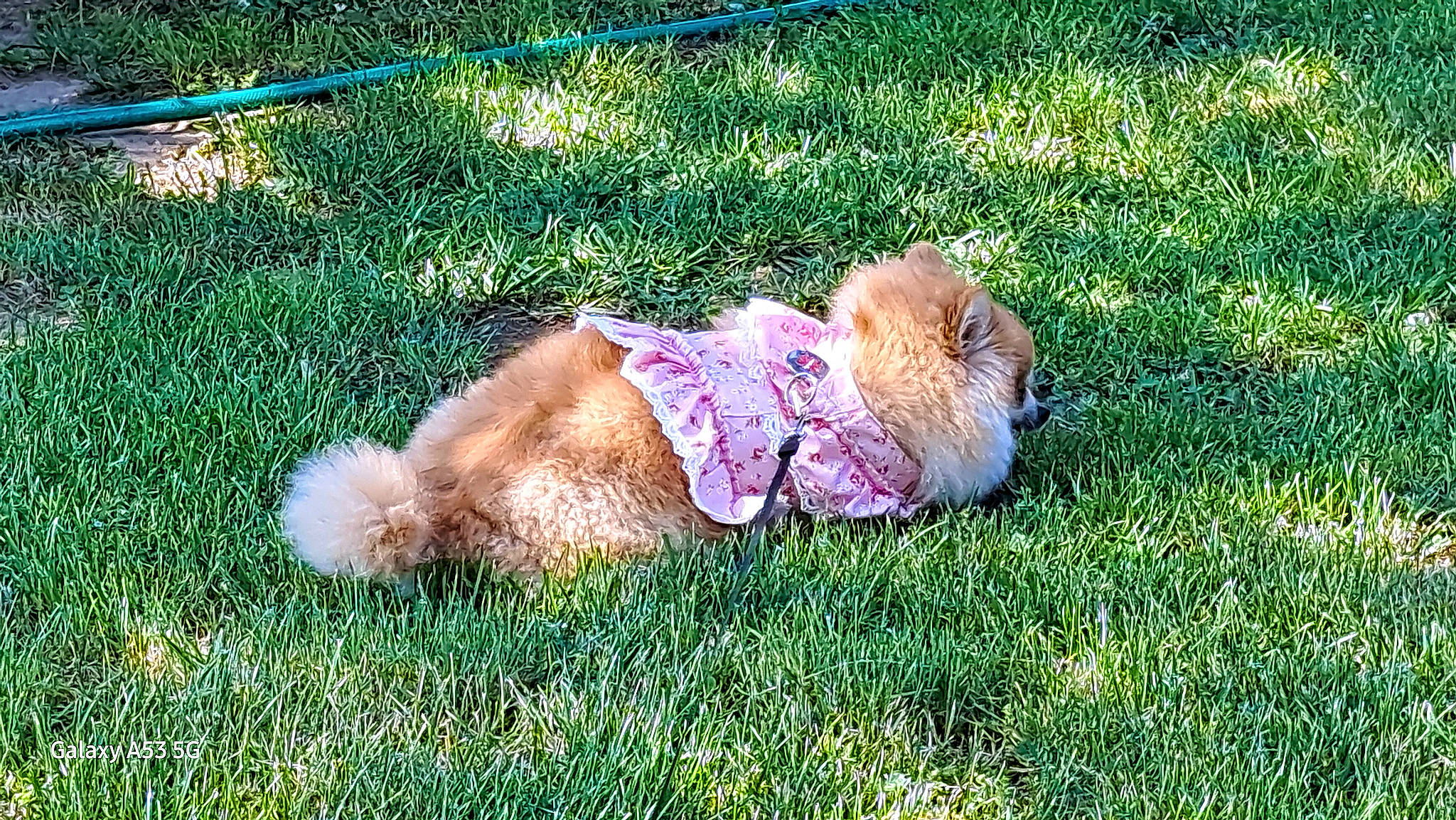 Prissey joined the competition — help win amazing prizes! canidae, carnivore, companion_dog, dog_breed, fawn, felidae, fur, grass, grass_family, groundcover, liver, nap, paw, plant, puppy, small_to_medium_sized_cats, sporting_group, tail, terrier, toy_dog