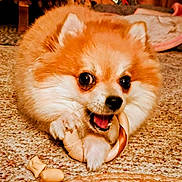 Prissey is registered to the contest to win money with this photo: dog, pomeranian, pet, puppy, fluffy, fur, toy, chew_toy, carpet, indoor, close_up, portrait, playful, paws, mouth, teeth, eyes, nose, cozy, living_room