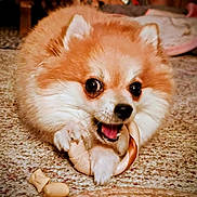 Prissey joined the competition — help win amazing prizes! big_eyes, carpet, chew_toy, chewing, closeup, cute, dog, fluffy, fur, indoor, paw, pet, playful, pomeranian, portrait, puppy, rawhide, small_dog, tongue, toy