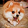 big_eyes, carpet, chew_toy, chewing, closeup, cute, dog, fluffy, fur, indoor, paw, pet, playful, pomeranian, portrait, puppy, rawhide, small_dog, tongue, toy