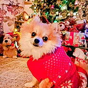 Prissey is registered to the contest to win money with this photo: carpet, celebration, christmas_lights, christmas_tree, cozy, cute, decorations, dog, festive, gift, holiday, holiday_season, indoor, pet, plush_toy, present, red_clothing, small_dog, sweater, warm