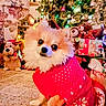 carpet, celebration, christmas_lights, christmas_tree, cozy, cute, decorations, dog, festive, gift, holiday, holiday_season, indoor, pet, plush_toy, present, red_clothing, small_dog, sweater, warm