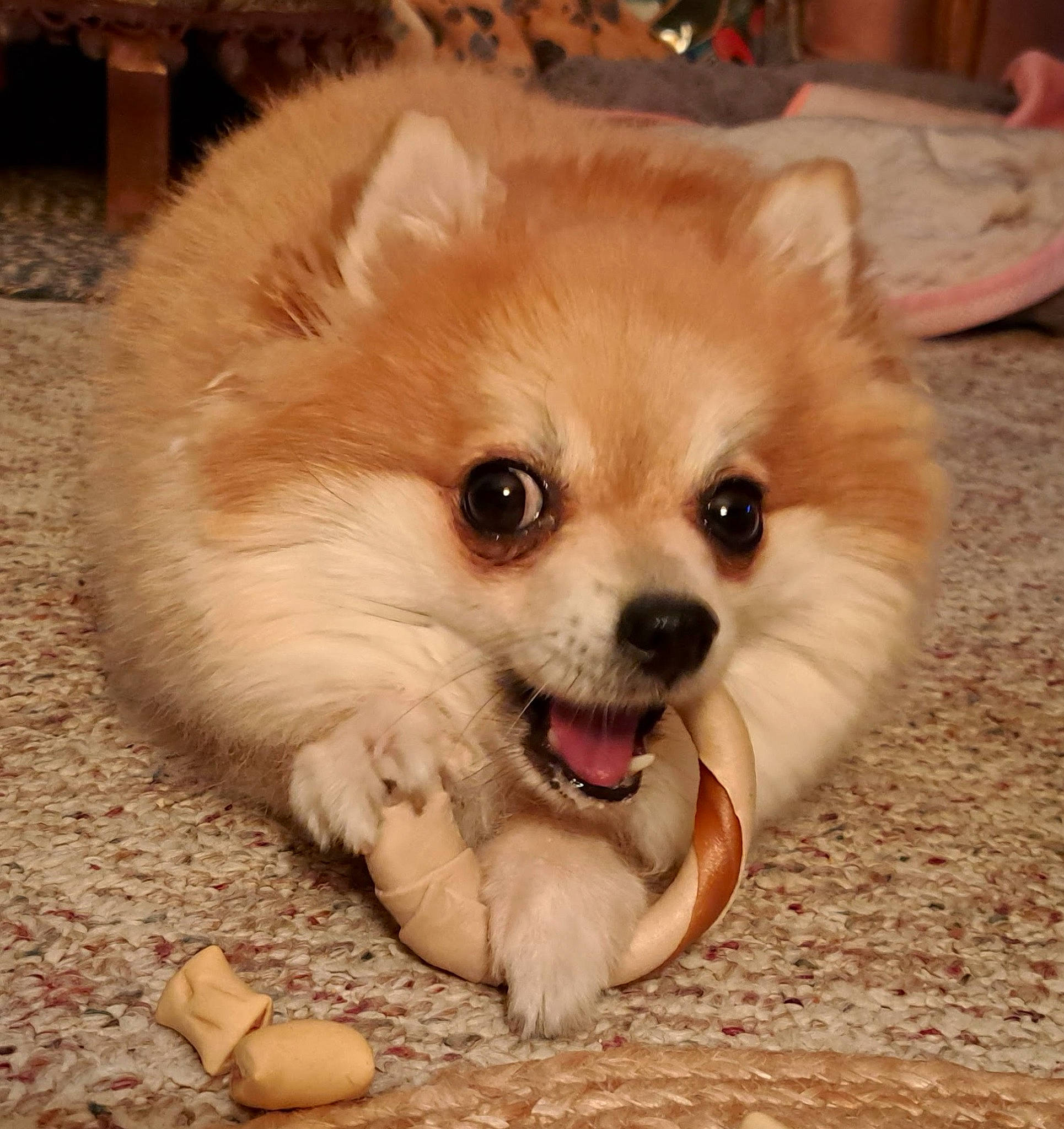 Prissey joined the competition — help win amazing prizes! canidae, carnivore, companion_dog, dog, dog_breed, dog_supply, fawn, fur, german_spitz, german_spitz_klein, liver, pomeranian, snout, spitz, sporting_group, terrestrial_animal, toy_dog, volpino_italiano, whiskers, working_animal