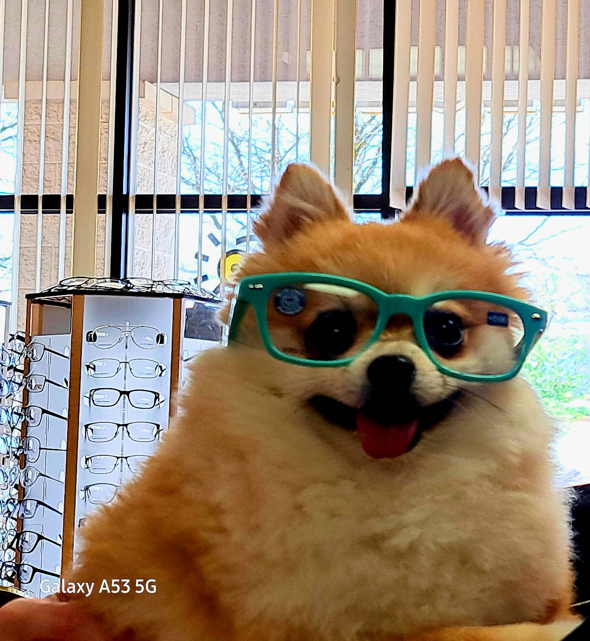 Prissey is registered to the contest to win money with this photo: canidae, carnivore, companion_dog, costume, dog, dog_breed, dog_supply, eye, eyewear, fawn, fur, glasses, goggles, human_body, snout, sporting_group, sunglasses, vision_care, whiskers, working_animal