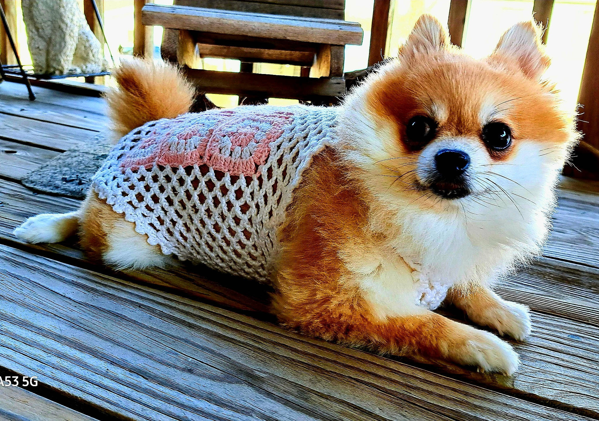 Prissey is registered to the contest to win money with this photo: ancient_dog_breeds, canidae, carnivore, companion_dog, corgi_chihuahua, dog, dog_breed, fawn, flooring, fur, grass, sitting, snout, tail, terrestrial_animal, toy_dog, whiskers, wildlife, window, wood