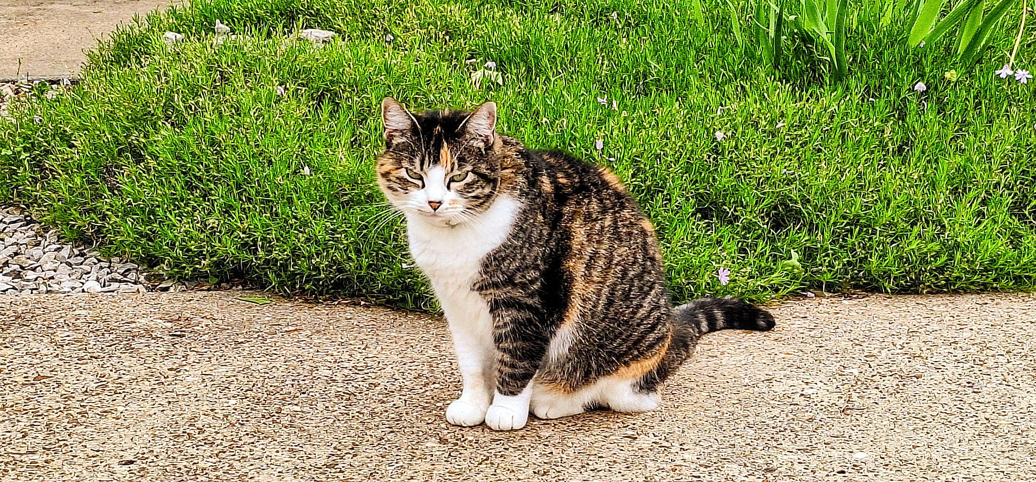 Callie is registered to the contest to win money with this photo: asphalt, carnivore, cat, domestic_short_haired_cat, eye, felidae, fur, grass, groundcover, paw, plant, road_surface, small_to_medium_sized_cats, snout, soil, tail, terrestrial_animal, whiskers, wildlife