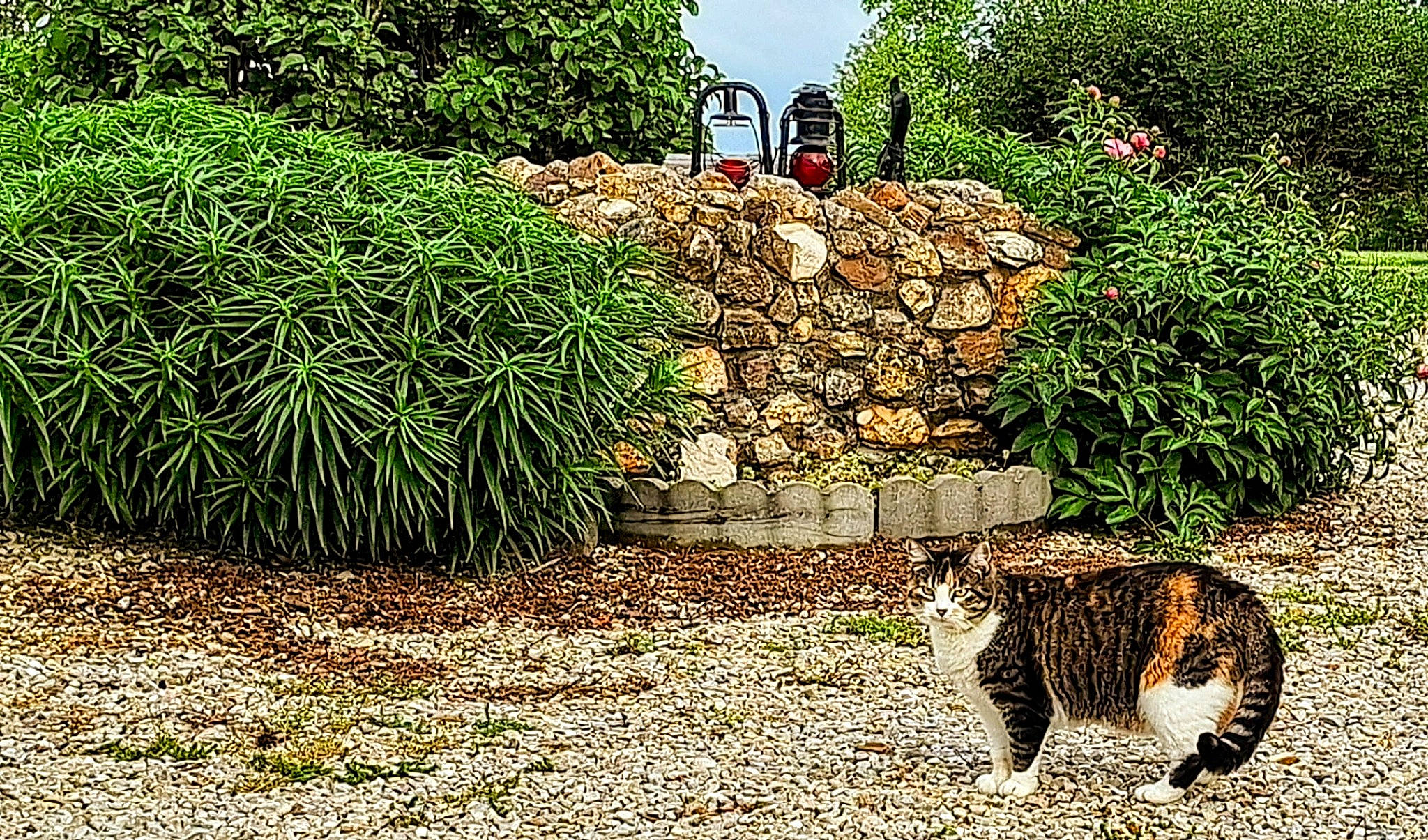Callie is registered to the contest to win money with this photo: carnivore, cat, domestic_short_haired_cat, felidae, fur, grass, grass_family, groundcover, hedge, landscape, natural_landscape, plant, shrub, sky, small_to_medium_sized_cats, snout, tail, terrestrial_animal, tree, whiskers