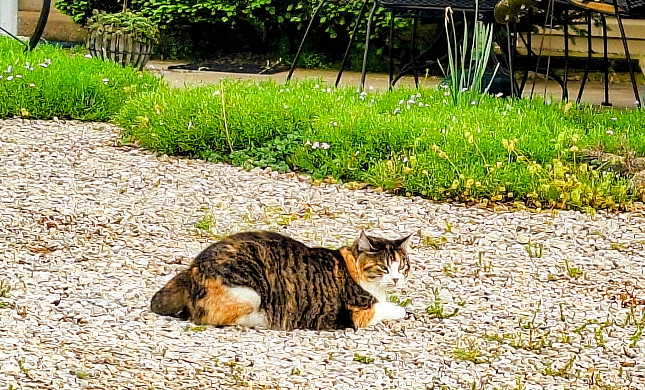 Callie is registered to the contest to win money with this photo: asphalt, carnivore, cat, domestic_short_haired_cat, felidae, fur, garden, grass, grass_family, groundcover, landscape, paw, plant, road_surface, small_to_medium_sized_cats, soil, tail, terrestrial_animal, whiskers, wildlife